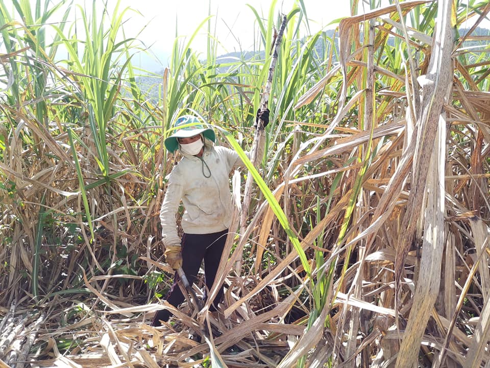 Kinh tế xã Krông Nô tháng 11/2025: Nông nghiệp ổn định, thương mại giữ nhịp, thu ngân sách đạt 93,4% kế hoạch